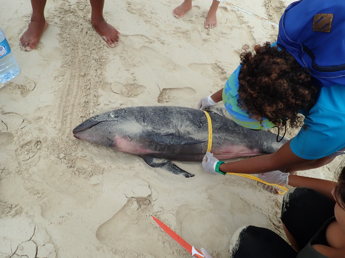 Officials investigate the carcass of a melon-headed whale. (Photo by Bios Cabo Verde Wildlife Conservation)