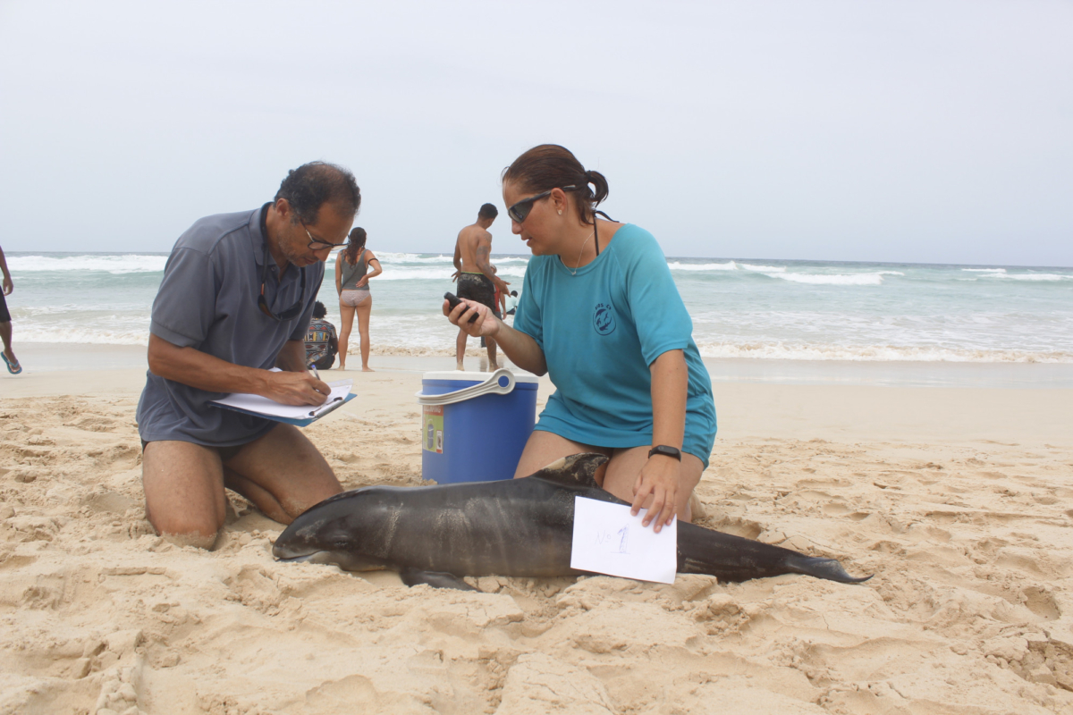 BIOS member investigating the carcass of a melon-headed juvenile whale. (Photo by Bios Cabo Verde Wildlife Conservation)