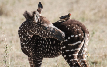 Zebra Foal With a Rare Polka-Dotted Pattern Spotted in Kenya