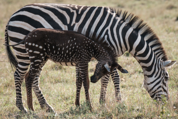 Polka Dot Zebra Foal and Mom