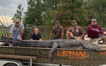 This 14-foot Alligator May Be the Biggest One Ever Caught in Georgia