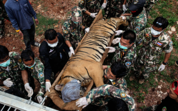 Almost 150 Tigers Were Rescued From a Thai Temple. Now, Over Half Are Dead