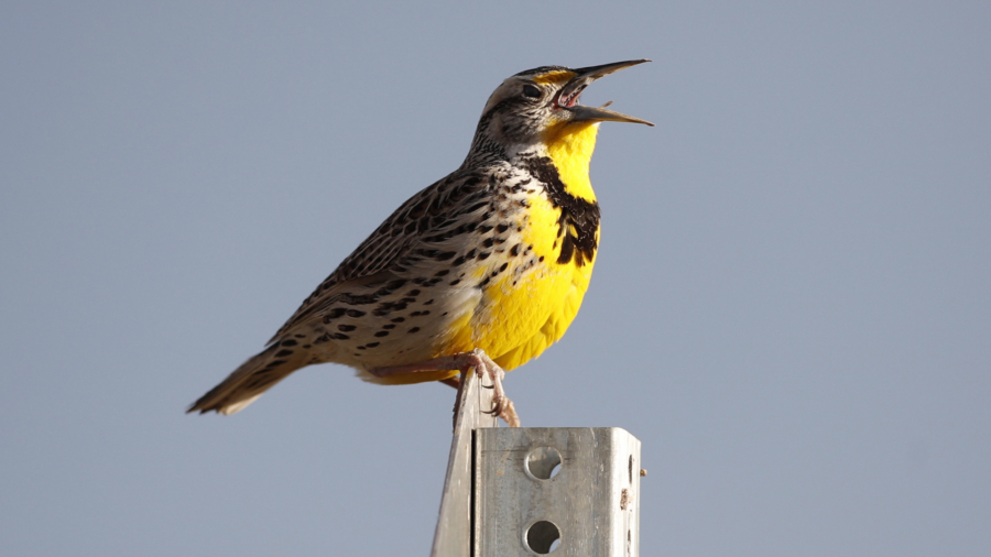 Life Lessons From Birds