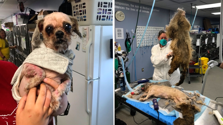 ‘Worst Case of Matting Ever Seen:’ Humane Society Saves Neglected Dog’s Life
