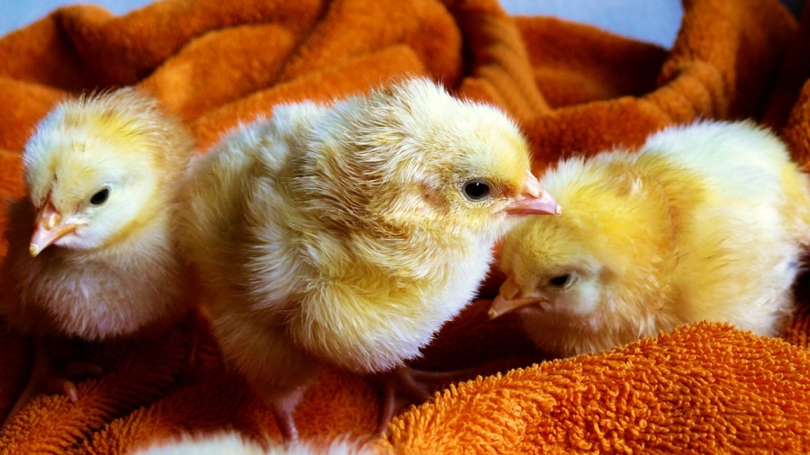 Don’t Kiss Your Chickens, the CDC Says