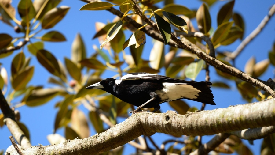 Swooping Magpie Causes Fatal Crash for Cyclist on NSW Road