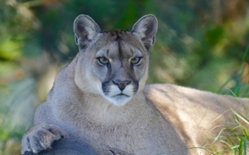 8-Year-Old Recalls Moment Mountain Lion Attacked Him in Colorado