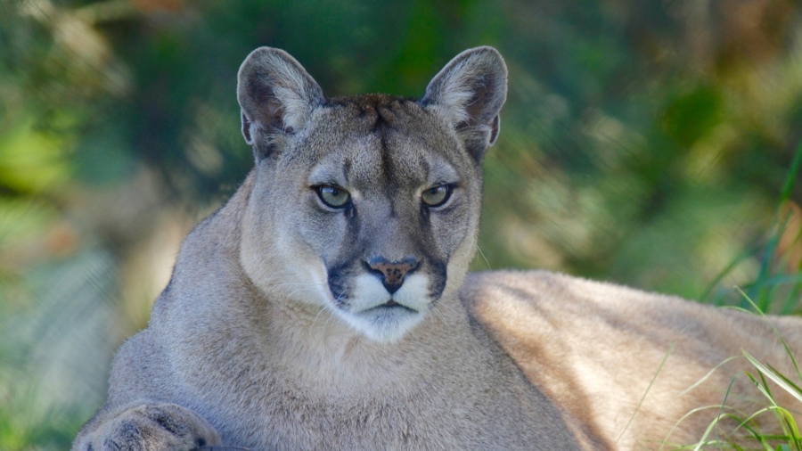 8-Year-Old Recalls Moment Mountain Lion Attacked Him in Colorado