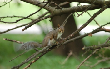 Virginia Woman Praised for Saving Injured Baby Squirrel