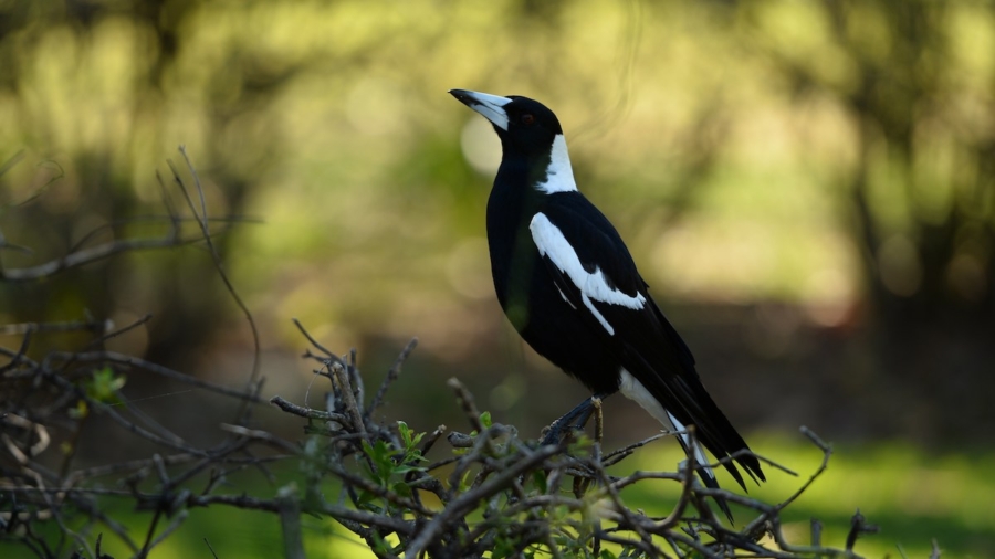 Australia Man Dies While Trying to Avoid a Swooping Magpie