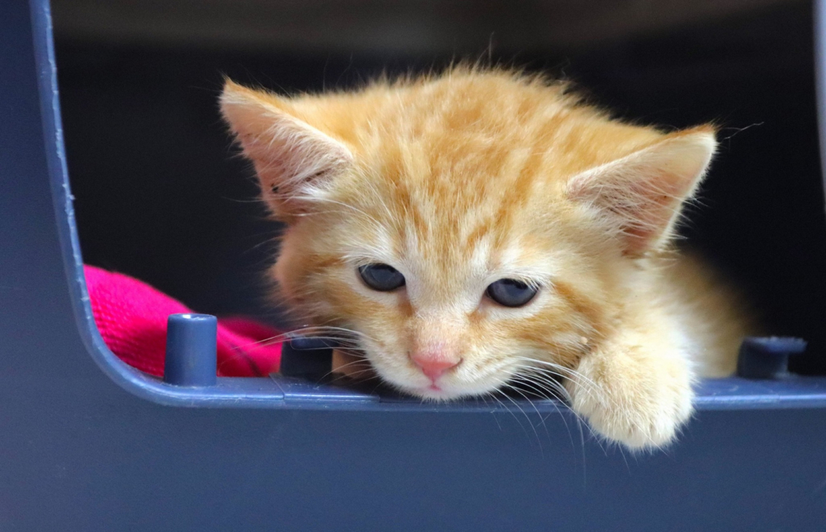 A photo of Tiffany Trump's newly adopted kitten, Orange Crush, adopted from the Humane Rescue Alliance. (Courtesy of Humane Rescue Alliance)