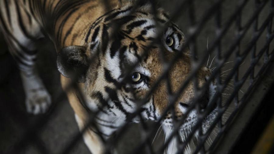 Dozens of Maltreated Tigers Die After Their 2016 Rescue From Thai Tourist Temple