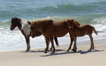 North Carolina’s Wild Horses Won’t Evacuate, But They Know How to Survive Hurricanes