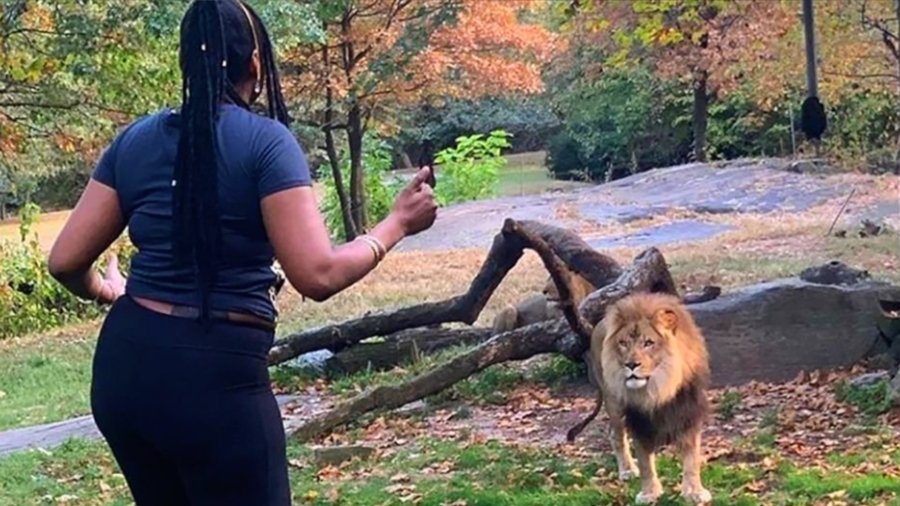The Woman Who Taunted a Lion at the Bronx Zoo Has Been Identified
