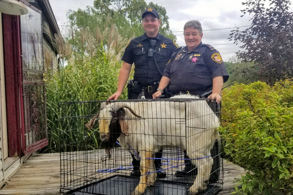 Ashland County sheriff's deputies pose with a goat the removed from a home in Sullivan Township, Ohio on Oct. 4, 2019. (Jenn Keathley via AP)