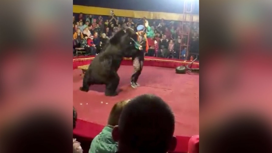 A Circus Bear Attacks His Handler in Front of Horrified Families
