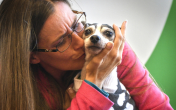 Dog That Was Lost for 12 Years Found in Another State, Reunited With Family