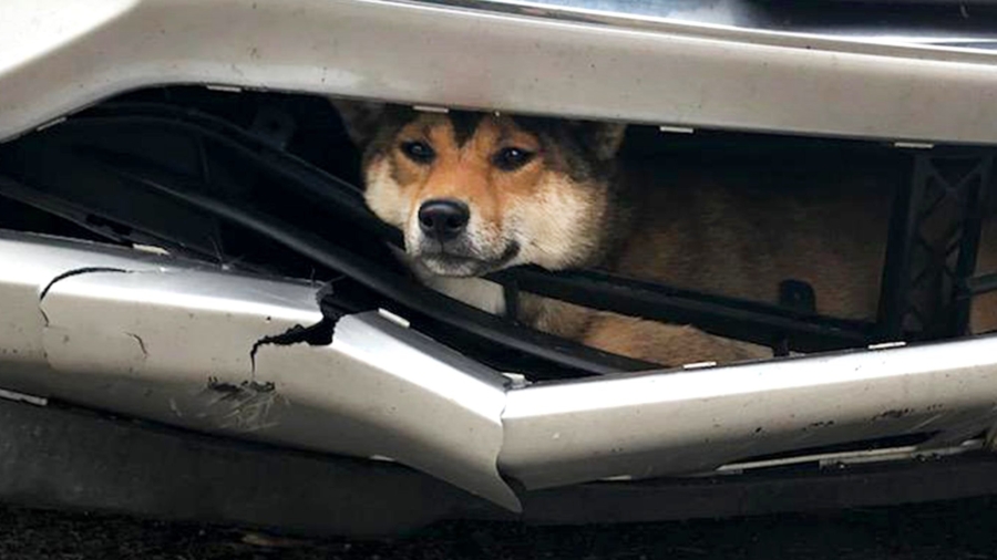 Ruff Ride: Dog Struck by Car Rides Inside Bumper for Miles