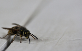 Family Terrorized by Swarm of Wasps at Airbnb Rental