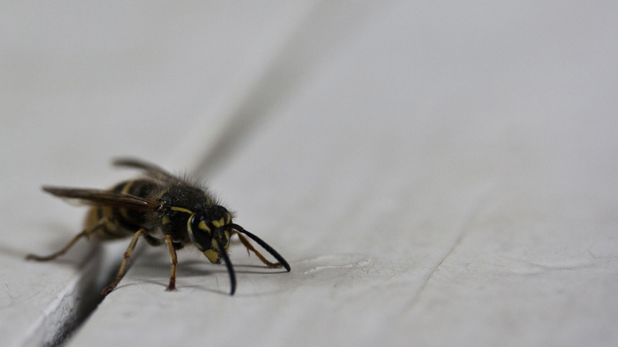 Family Terrorized by Swarm of Wasps at Airbnb Rental