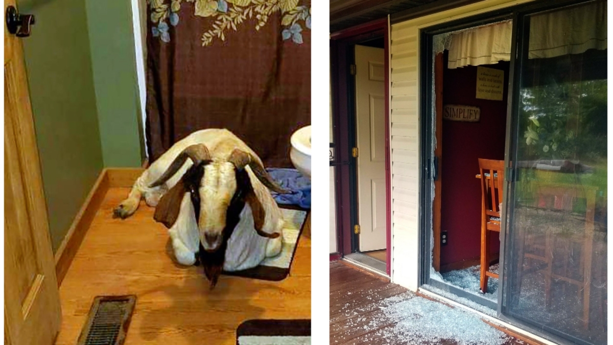The goat was found napping in the bathroom after it broke into a home by ramming through a sliding glass door on Oct. 4, 2019, in Sullivan Township, Ohio. (Jenn Keathley via AP)