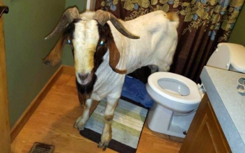 Goat Rams Through Sliding Glass Door, Naps Inside Bathroom