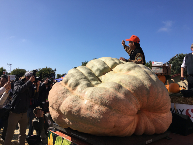 Leonardo Urena from Napa is declared winner for growing the biggest pumpkin at the Safeway World Championship Pumpkin Weigh-off in Half Moon Bay on Oct. 14, 2019. (Ilene Eng/NTD)