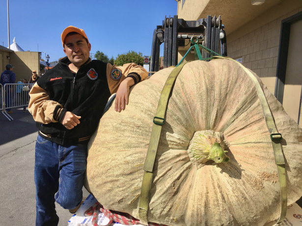 Ruben Frias, Leonardo Urena's son-in-law, wins second place at the Safeway World Championship Pumpkin Weigh-off in Half Moon Bay on Oct. 14, 2019. (Ilene Eng/NTD)