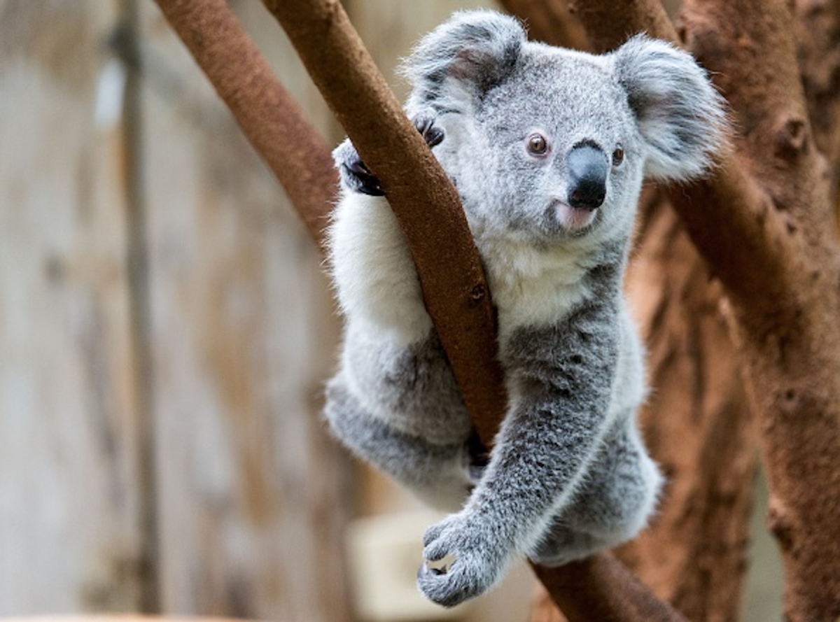 A young koala sits on a tree in a file photo. (Monika Skolimowska/AFP/Getty Images)