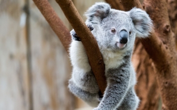 Australian Zoos Educate Public About Koalas