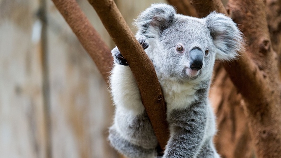 Measures to Protect Koalas Ahead of Bushfires