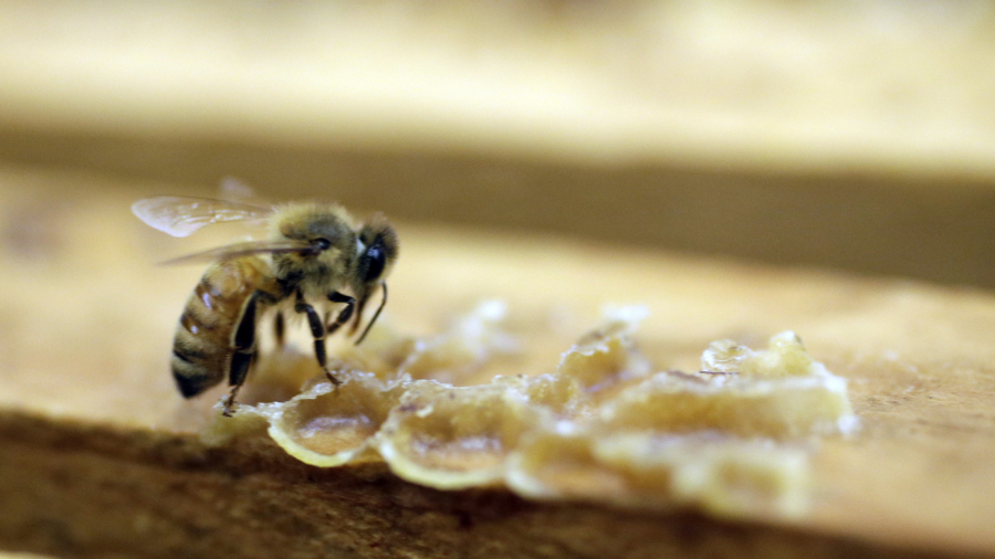 Drought Devastates Bee Colonies in North Dakota