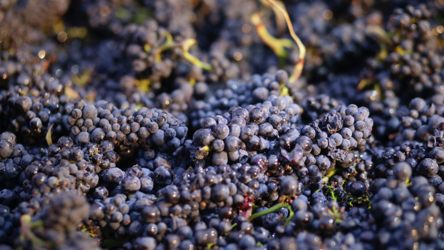 Natural Grape Compound Protects Brain Health