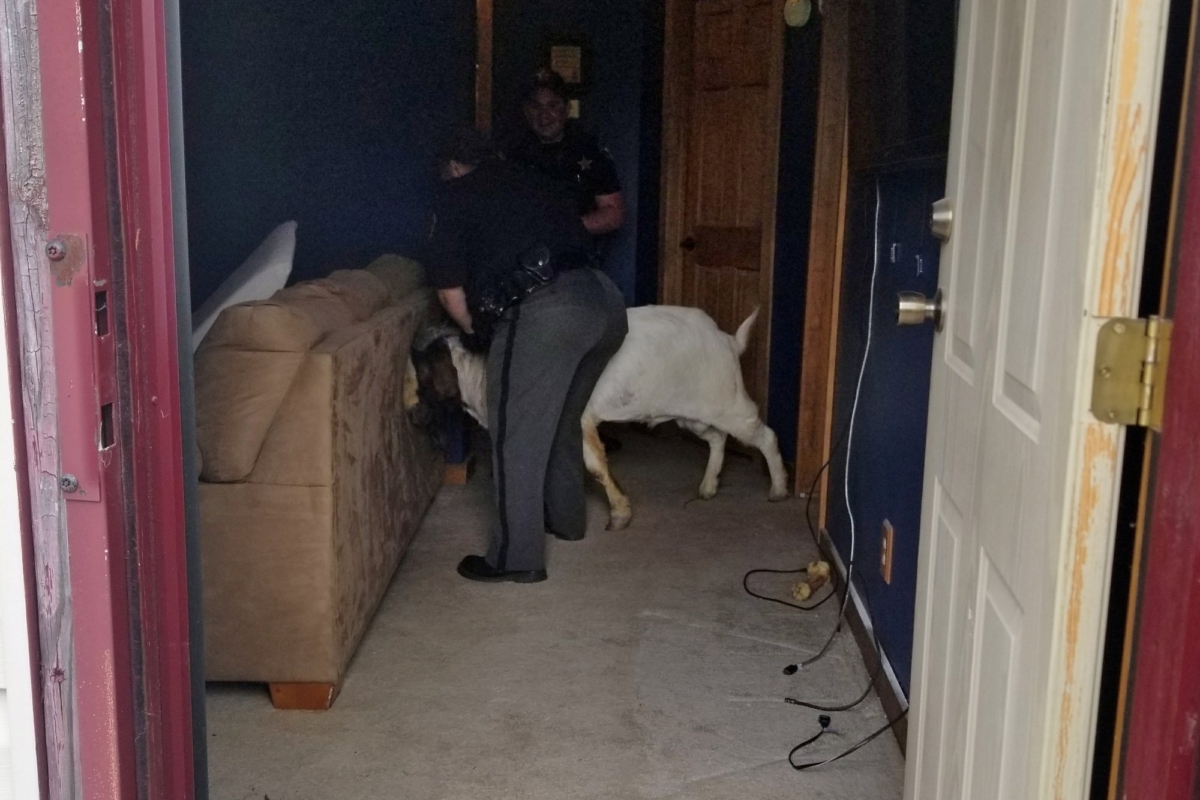 Ashland County sheriff's deputies wrangle up a goat found in a home in Sullivan Township, Ohio on Oct. 4, 2019. (Jenn Keathley via AP)