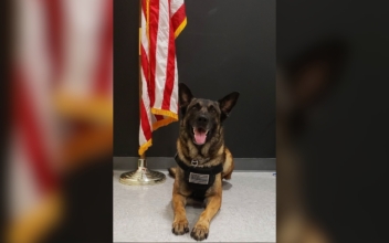 Hero K-9 ‘Bandit’ Finds Missing 3-Year-Old Child Within Minutes