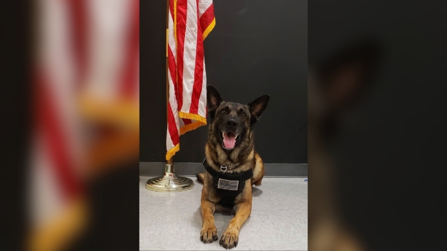 Hero K-9 ‘Bandit’ Finds Missing 3-Year-Old Child Within Minutes