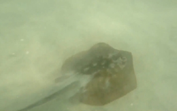 Record 176 People Stung by Stingrays at Popular California Beach in One Day