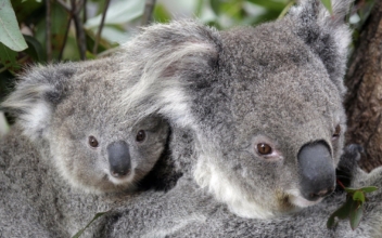 Hundreds of Koalas Feared Dead in Australian Wildfires