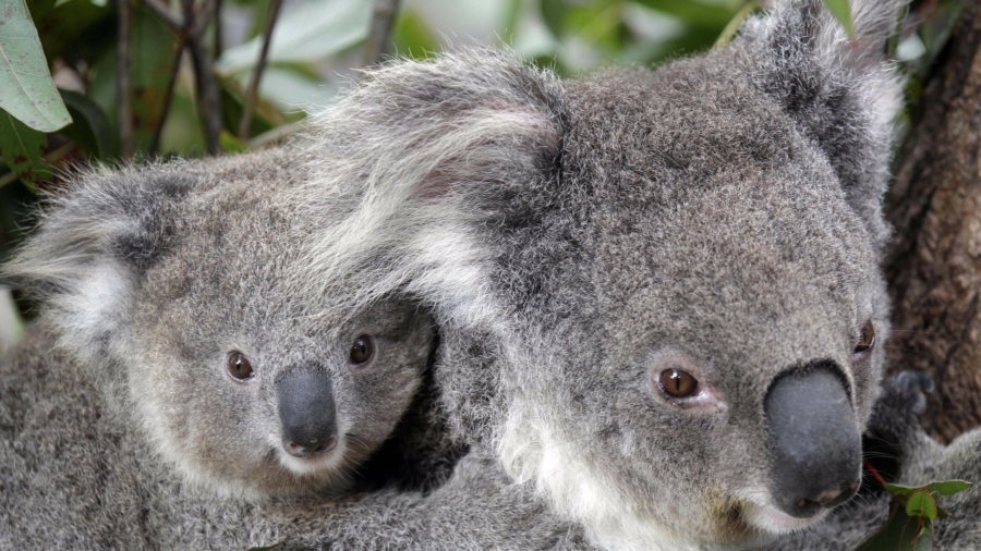 Hundreds of Koalas Feared Dead in Australian Wildfires