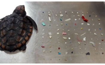 A Baby Turtle Was Found With 104 Pieces of Plastic in Its Belly