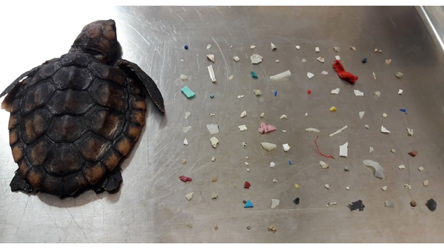 A Baby Turtle Was Found With 104 Pieces of Plastic in Its Belly