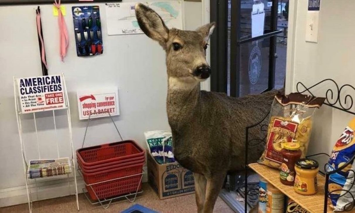The deer at Horsetooth Inn store in Fort Collins, Colorado. (Lori Jones)