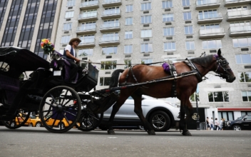 NYC Bill Would Prohibit Horses From Working on Hot, Humid Days