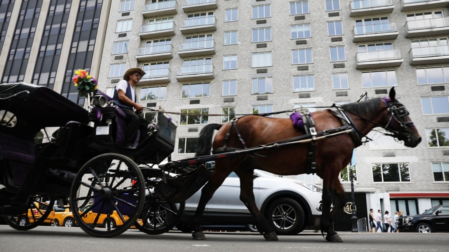 81 Horses Culled on Turkish Island Amid Disease Outbreak