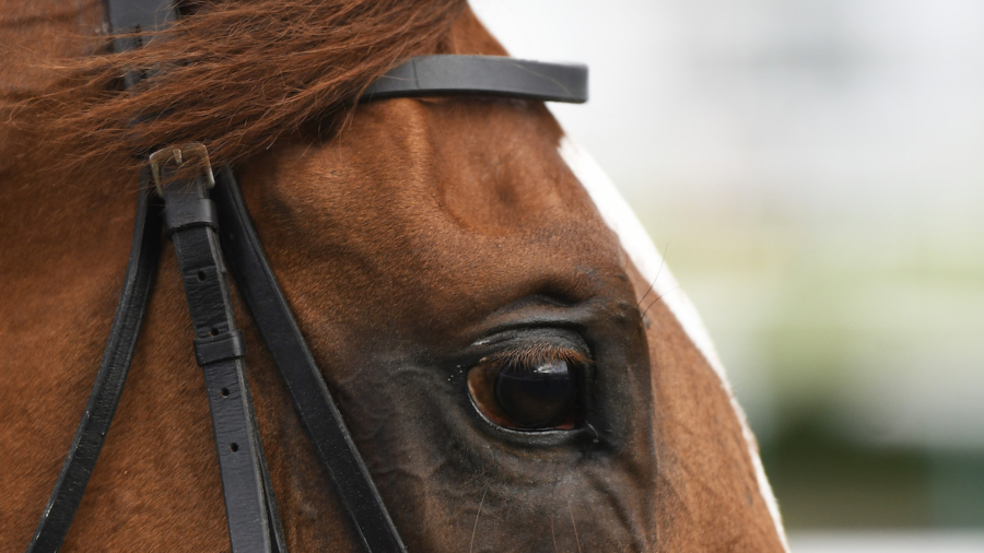 Norwegian Teen Receives Death Threats for Eating Her Own Horse After It Was Put Down