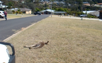 Community in Shock, Man Arrested After 20 Kangaroos Killed in Apparent Hit-and-Run Spree