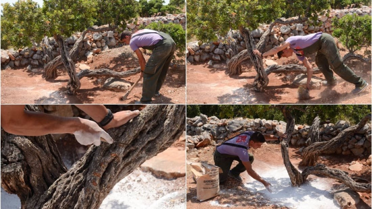 The natural resin is obtained through the cultivation of lentisc trees that produce "mastiha". (John Malathronas/CNN)