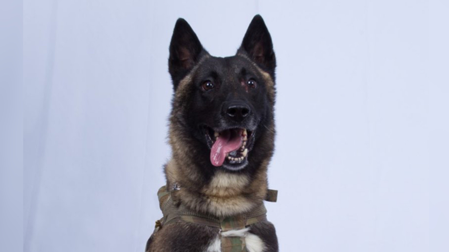 Trump Shares Photo of Hero Military Dog Injured in al-Baghdadi Raid
