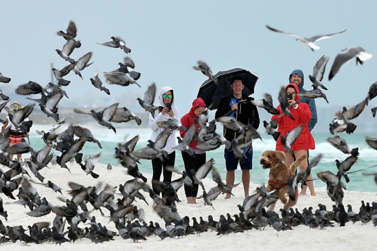 A group of people watch as a pigeons spooked by a dog take flight on the beach at Okaloosa Island near Fort Walton Beach, Fla., on Oct. 18, 2019. (Devon Ravine/Northwest Florida Daily News via AP)