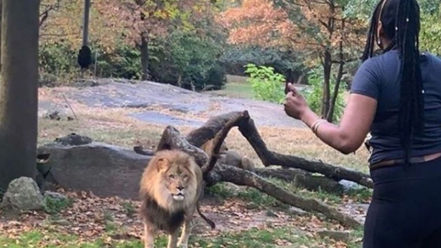 Woman Arrested in Connection With Entry Into Lion Enclosure at Bronx Zoo, Police Say